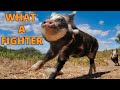 KuneKune Pigs-  SURVIVING  A VIRUS -  Out of quarantine #6