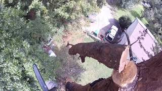 Mike's Leaning Pine Trees Part 1 - (2017)