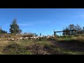 Schafe zählen in Neuseeland