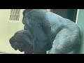 キヨマサと楽しく遊ぶイケメンゴリラ シャバーニ　Handsome gorilla Shabani playing happily with Kiyomasa
