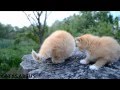 32 mi mi mi kitten for the first time on the street  Mom nearby   ми ми ми котеночек впервые на  ули