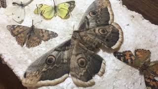 Коллекция бабочек 🦋Краснодарский край