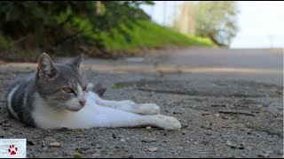 The strange loyalty of cats by The Orphan Pet 9,588 views 2 years ago 10 minutes, 20 seconds