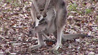 カンガルーの赤ちゃん～跳ね回る！袋に入る！ （埼玉県こども動物自然公園）Baby kangaroo by manyamou 74 views 2 weeks ago 1 minute, 56 seconds