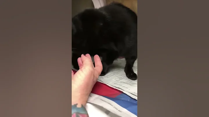 Sweet Kitty gets second chance