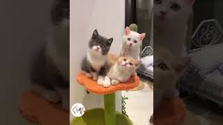 WOW, So Cute Sweet Kitty Cats Family Adorable Cat Shorts  EPS576