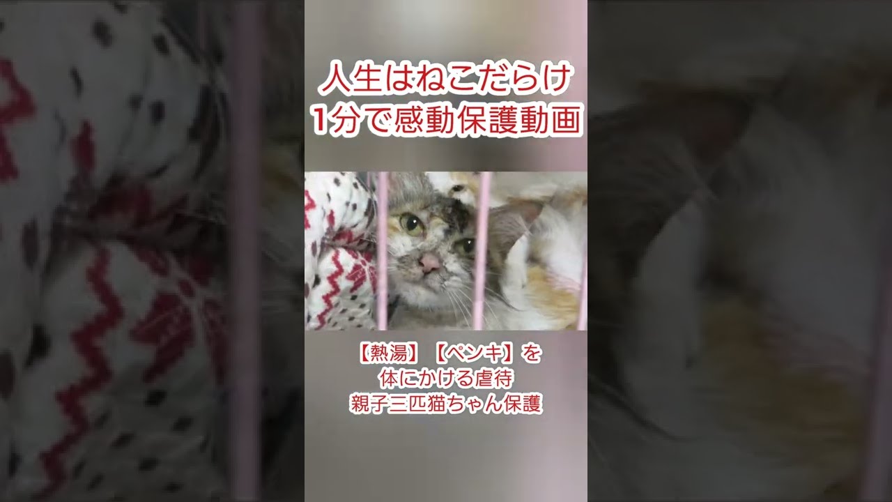 熱湯 ペンキをかけられた母猫と子猫緊急保護 Youtube