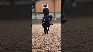 ZEPHYRA Dark Blue Roan Endurance Mare 5-year-old | 14hh | Mare ad video #ponyforsale