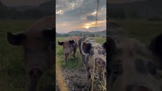 Piglets at Nordens Ark