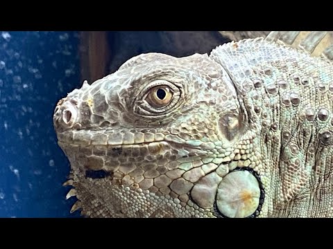 best bedding for iguana