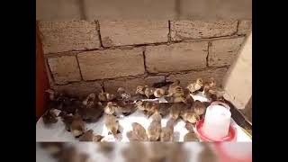 Krasnadar Sortu Bala Ördəklər