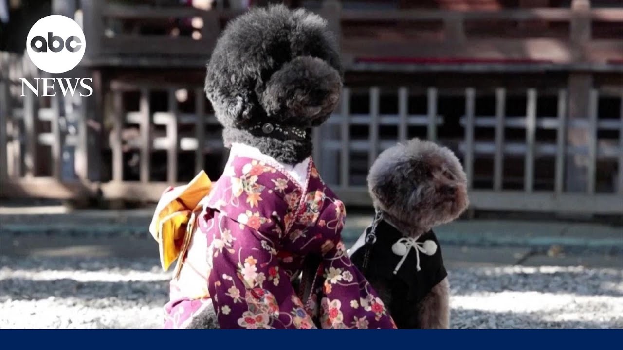 In modern-day Japan, dogs replace kids at coming-of-age ceremony