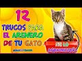 12 Trucos Para el Arenero de Tu Gato - SiamCatChannel