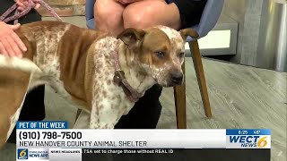 Pet of the Week: Unnamed cattle dog mix from the New Hanover Co. Sheriff’s Office Animal Services...