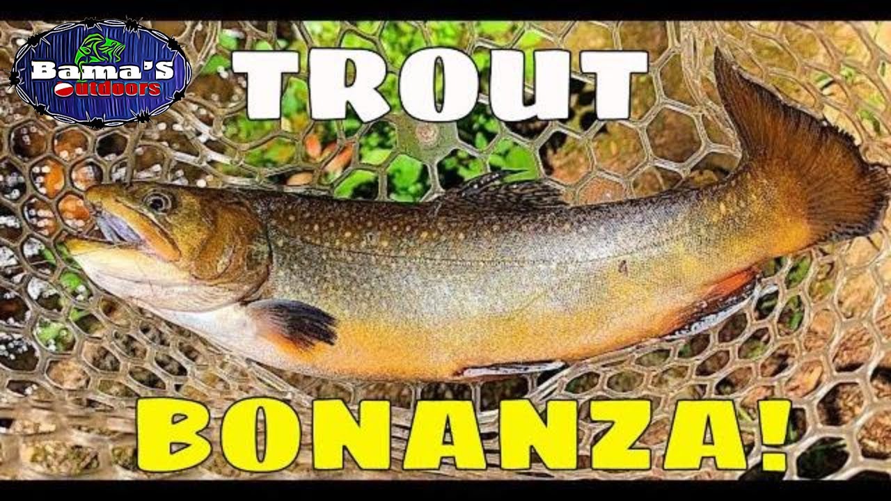 TROUT FISHING NORTH GEORGIA'S DICKS CREEK| TROUT BONANZA