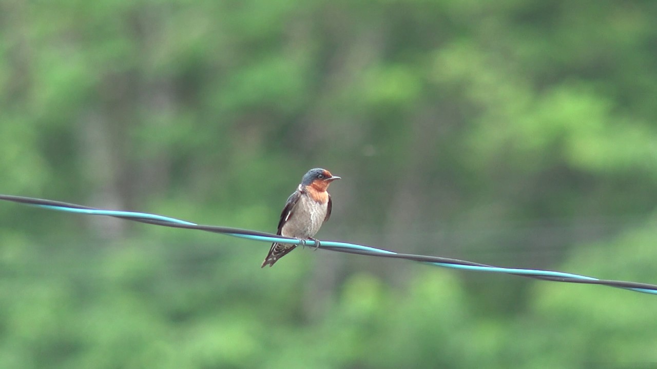 リュウキュウツバメ交通事故死 Pacific swallow リュウキュウツバメ