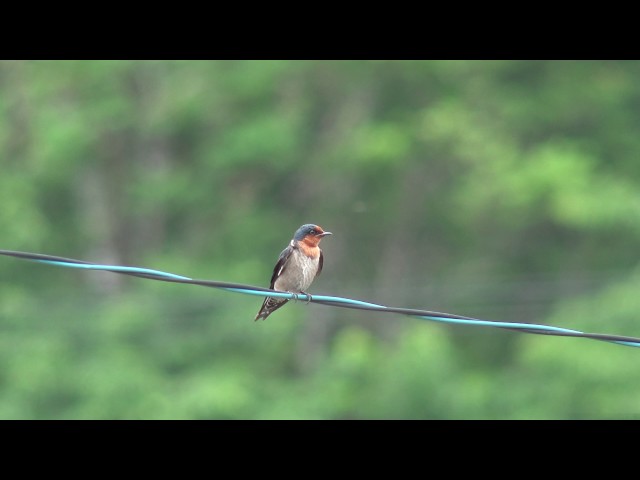 4K] リュウキュウツバメ（1）営巣（国頭村） - Pacific swallow - Wild