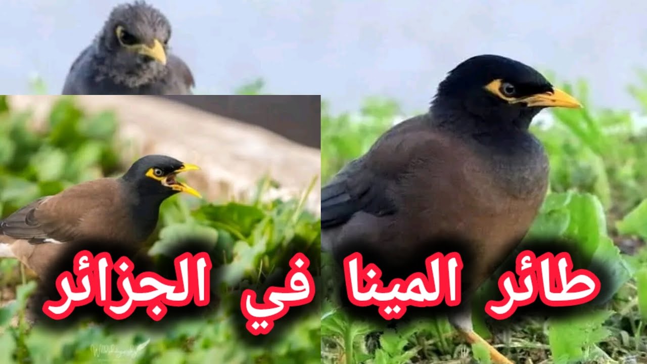 طائر المينا في الجزائر في بداية الإنتشار - YouTube