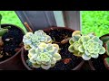 Sharing my variegated succulent collection