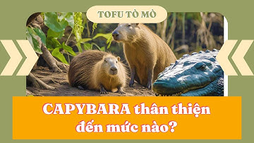 CAPYBARA Thân Thiện Đến Mức Nào? Bộ Trưởng Bộ Ngoại Giao - Series THIÊN NHIÊN (Phần 5)