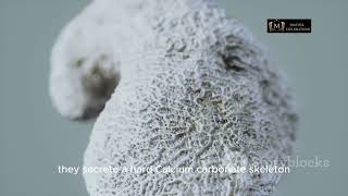 Exploring the Fascinating World of Cnidarians!