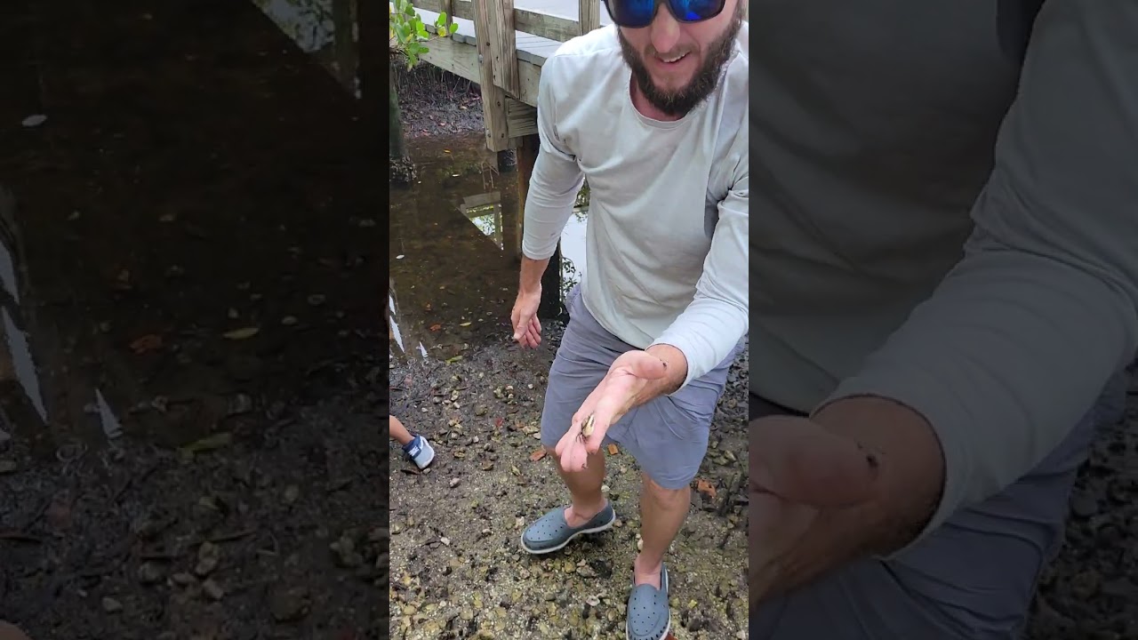Catching Fiddler Crabs