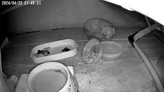 Животные у кормушки #3 Hedgehog cam
