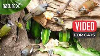 Bird songs for Cats 😻 Dogs | Birds Turn Dead Tree into Paradise with Epic Feast and Play