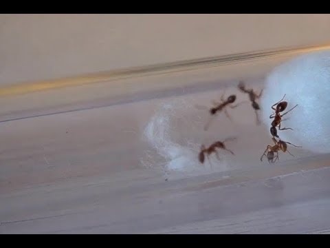 Подсадка чужого муравья. Myrmica.#18