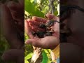 part 2 menycari kembali anakn tupai / bajing di bkas pohn pisang  #bolang #youtubeshorts #tupai #fyp