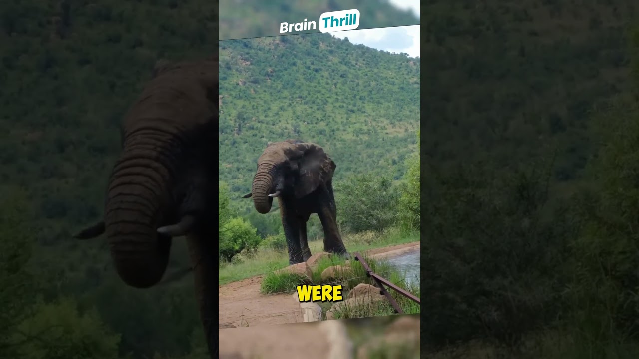 elephant sting make you rich   