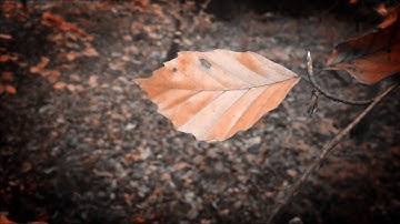 Amber of the Moment (Official Video) - Oliver Lugg