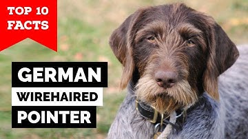 German Wirehaired Pointer - Top 10 Facts