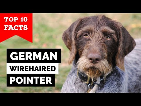 Video: Penjaga Wirehaired Jerman