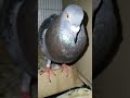 LUPET MO THE ROCK #pigeon #bird