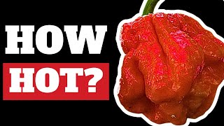 7 Pot Jonah Pepper On The Scoville Scale