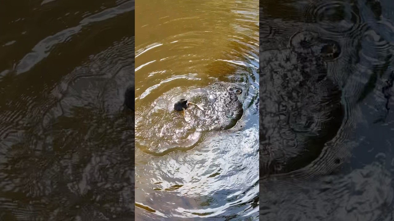 Парк Clingendael Den Haag 