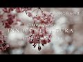 Cinematic Japan Sakura| あどけない桜|innocent sakura【Amazing Cherry Blossoms】Cinematic Vlog