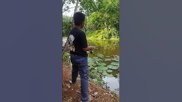 bocil casting #mancing #mancingmania #fyp #shortsfeed #shortsvideo #shortvideo #shorts #short