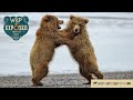 Alaskan Style Wildlife Photography!  Wild and Exposed Podcast - with guest Cameron Roxberry.