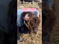 too wholesome 🥹 #RoguePromises #GregJames #HighlandCow