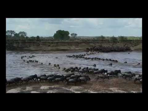 Great Wildebeest Migration - Kenya to Tanzania