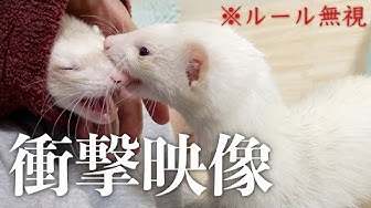衝撃映像 Youtube