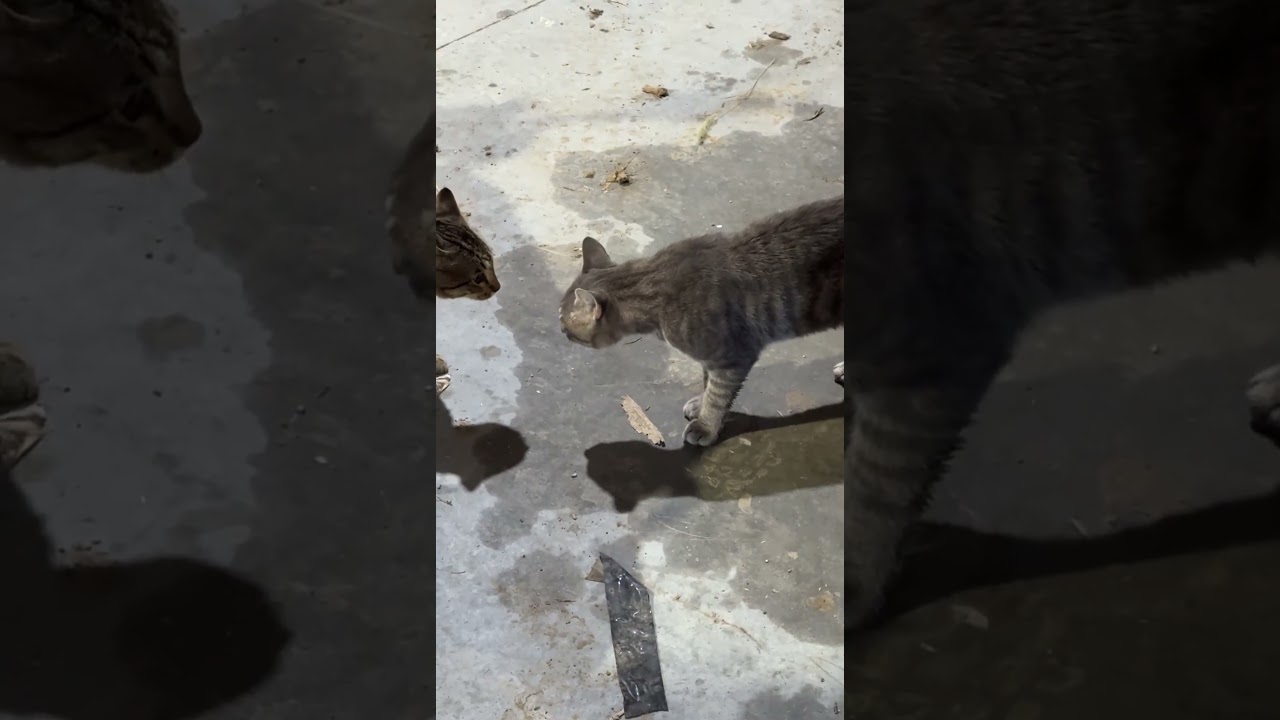 Cats Talking Again #funny #cats #farmcats