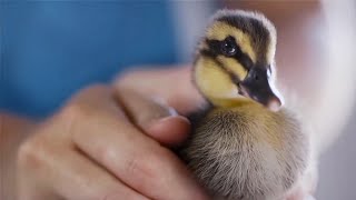 Dawn Commercial #2 (2025)