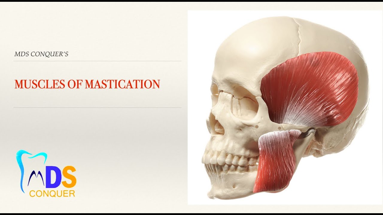 Muscles of mastication YouTube