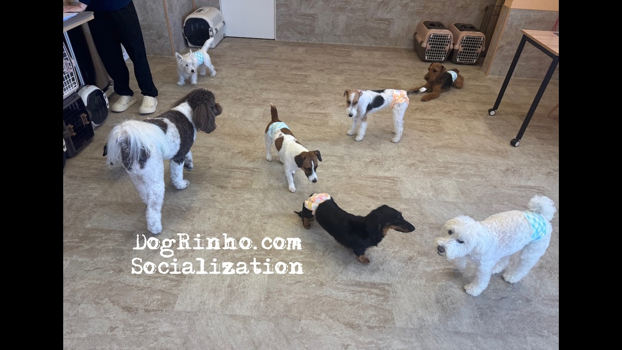 Dog daycare in Japan DogRinho 犬の保育園 20260601 - YouTube
