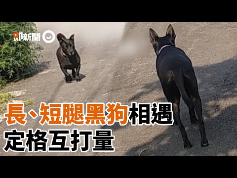 長腿歐告路上遇「矮小黑」相視打量 媽笑慘：每次都看超久｜寵物｜黑狗｜身高差｜看新聞