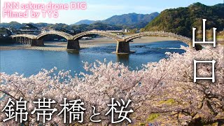 錦帯橋と桜　山口県岩国市　【JNN sakuraドローンDIG】