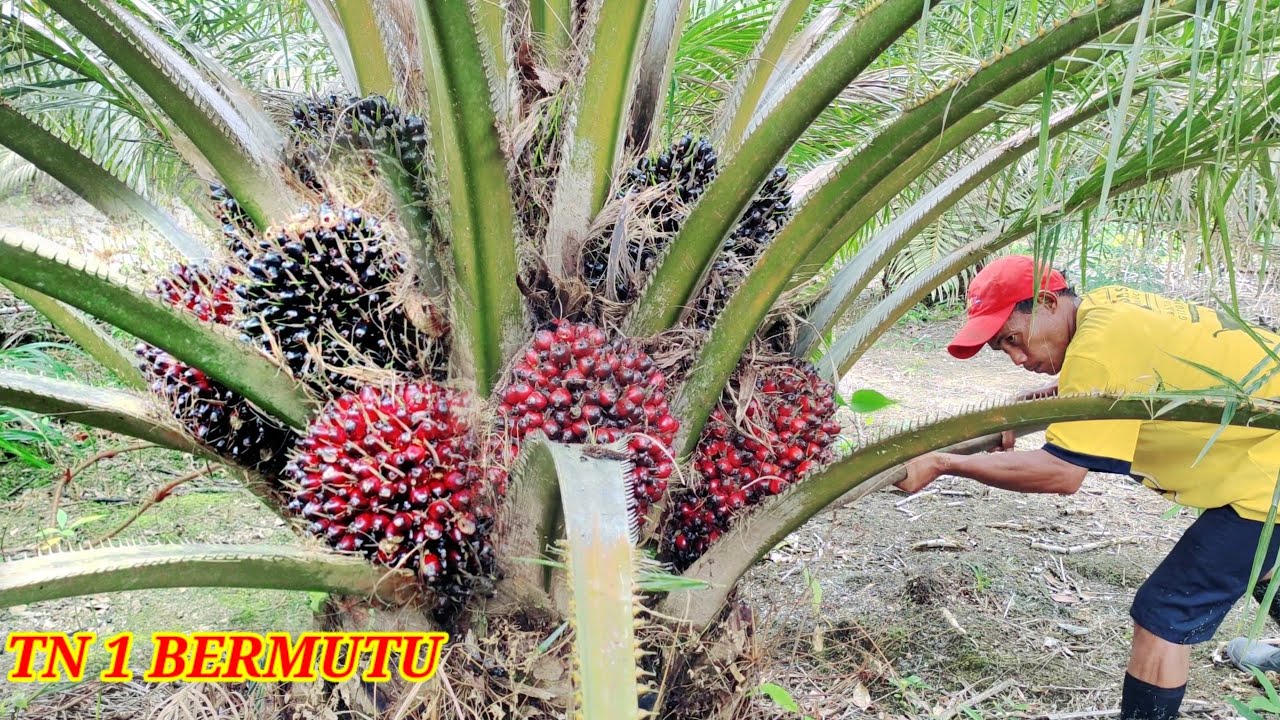 В этот раз я собрал урожай масличной пальмы TN1, и оказалось, что плоды действительно эффективны,...